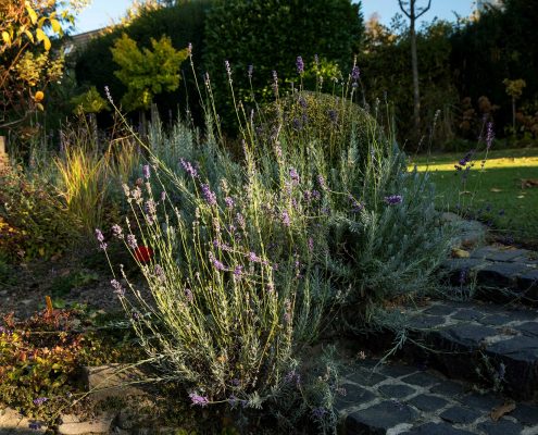 Gartenpflanzung Stufen aus Naturstein Garten in Wuppertal