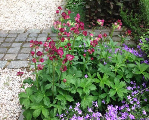 Rubra und Glockenblumen