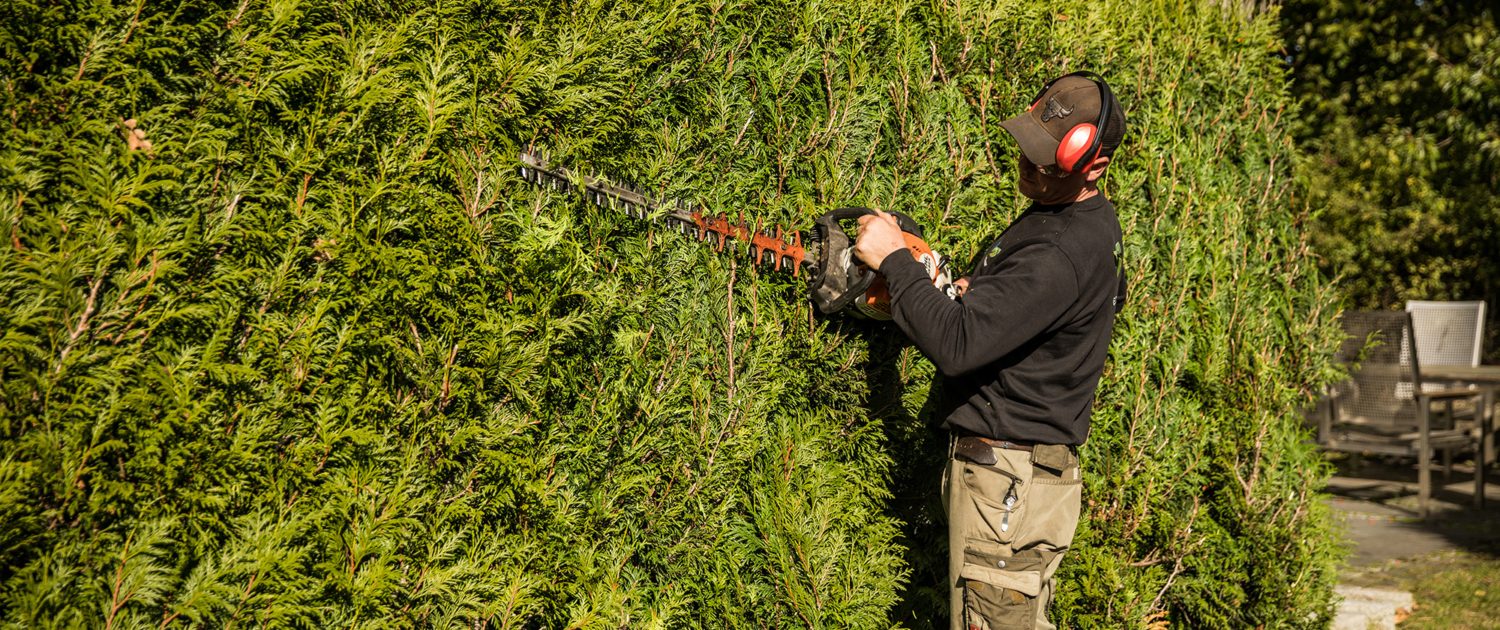 Heckenschnitt - Gärten von Eckhardt Mitarbeiter mit Heckenschere beim Schneiden einer Hecke