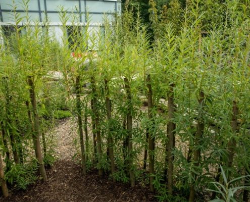 Junge, dicht gesetzte Weidenpflanzen im Kita-Außenbereich