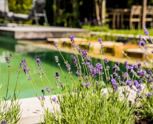 Bepflanzung rund um den Schwimmteich