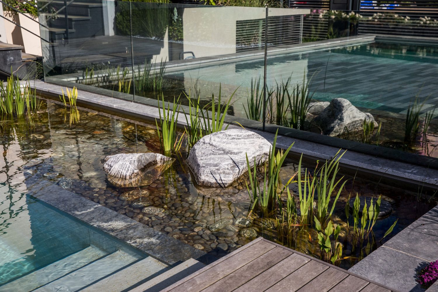 Pflanzzone im Schwimmteich mit großen Natursteinen