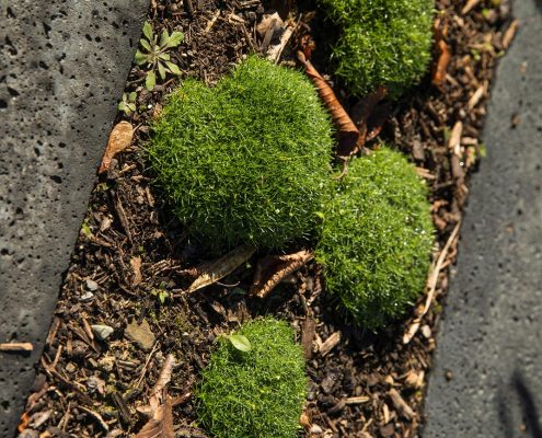 Gräser, japanische Ahorne und flächig wachsendes Sternmoos im Vorgarten