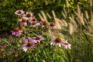 Vorgarten: Bepflanzung im Sommer