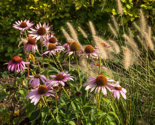 Vorgarten: Bepflanzung im Sommer