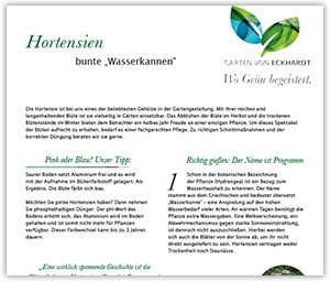 Hortensien im Garten: Tipps und Tricks